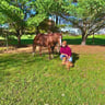 Lemus Landscapes profile image