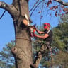 MiyServices Lawncare, Tree Removal and Construction profile image