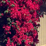 Fierros Gardening Services profile image
