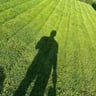Mir The man landscaping profile image