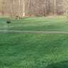 810lawncare profile image