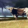 Longhorn Landscape profile image