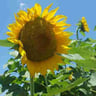 The Little Yard Care Co. profile image