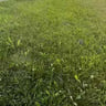 Angie's Lawncare profile image
