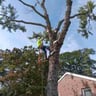 Southside Tree and Landscape Service profile image