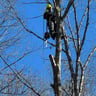 Mondrea Tree Llc profile image