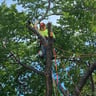 Javier’s Tree Services, LLC profile image