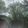 Tim landscaping and tree service profile image
