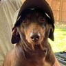 Dude's Lawnmaintance and Small Engine Repair! profile image