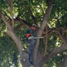 4Ever Green Landscaping profile image