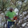 Tommy and Ronnie's tree service profile image
