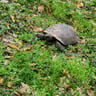 Royal grass services profile image