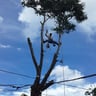 Cater tree profile image