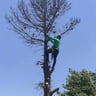 Veloz Tree Services profile image