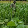 Erricks lawn care profile image