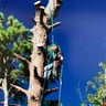 Lawns to Limbs profile image