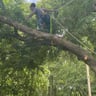 Cheap tree removal profile image
