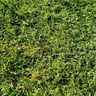 Eagle eye lawn care profile image