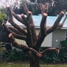 Royal Landscape- Lawn Care profile image