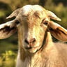 Mow Goatz Lawn Service profile image