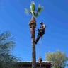 Portillo landscaping profile image