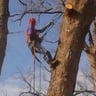 Mazariegos tree service profile image