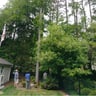 Shelton landscaping and tree services profile image