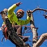 Rare Form Scaping & Tree trimming profile image