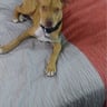 Jackson lawn care profile image