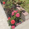 Family Landscaping profile image