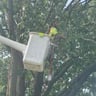 Tays Tree Service LLC profile image
