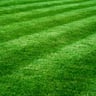 Strictly Lawn Care profile image