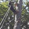 D.E Tree Service And Landscaping profile image