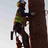 Superior Tree and Ground Serviçes profile image