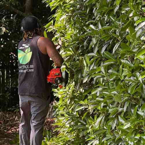 Tactical Landscape Care LLC Logo